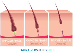 hair-growth-cycle