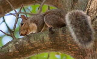 Late Season Squirrel Hunting