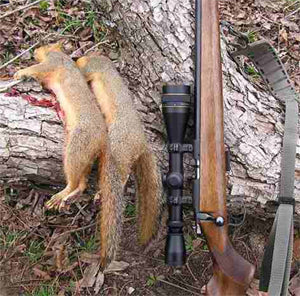 Mid Season Squirrel Hunting