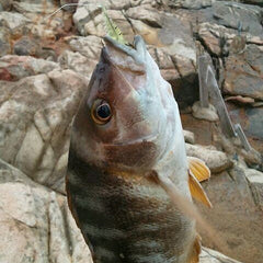 Fishy Smell Soft Prawn Shrimp Fishing Lure Bass Fishing - GhillieSuitShop