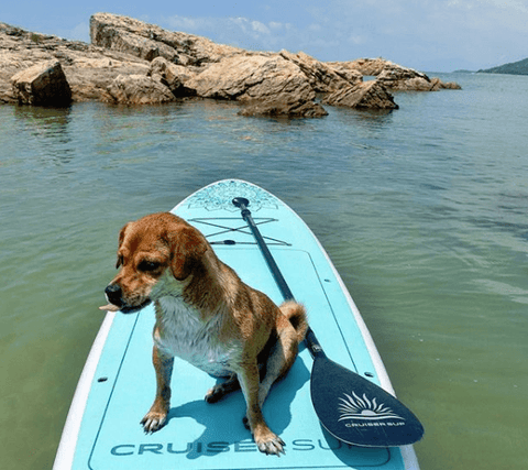 Paddle boarding with a dog
