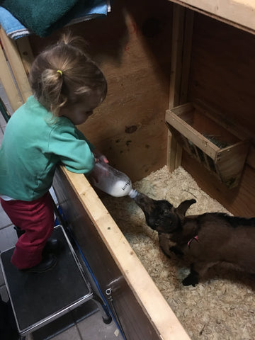 Baby Feeding Goats