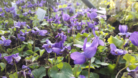 Viola odorata