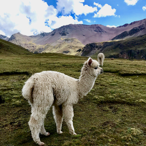 Alpakas of Peru