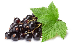 Blackcurrant Leaf Extract Ribes Nigrum Synofit