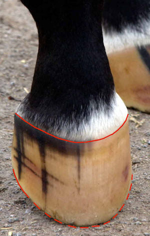An example of a good barefoot trim on a horse