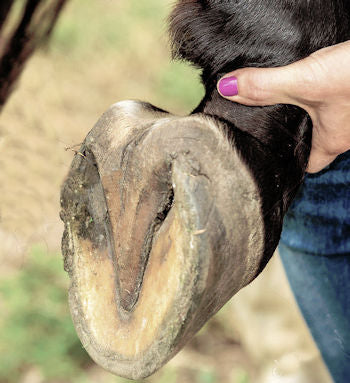 A balanced barefoot trim on a horse's hoof