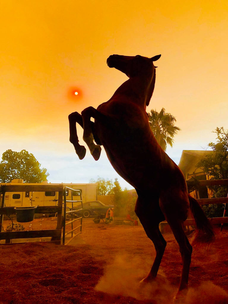 A brown horse rearing up in front of a red sun in the desert