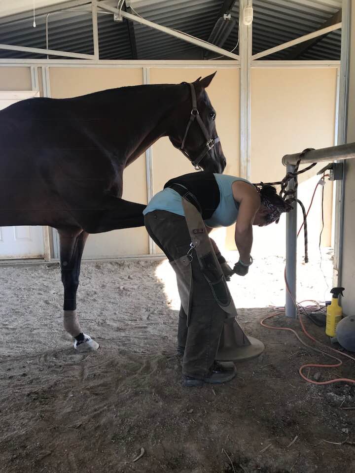 Dawn Champion performing a barefoot trim with a rasp on a brown horse