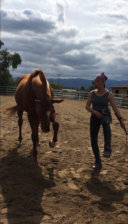 Dawn Champion practicing liberty with her brown horse in the sand arena