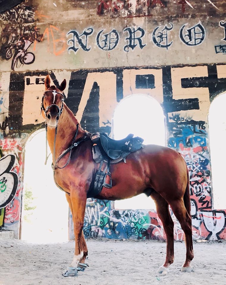 A brown horse wearing Scoot Boots standing in the sand in front of a graffiti wall  