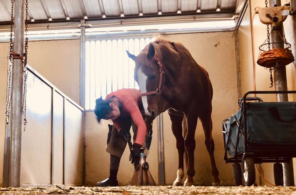 Dawn Champion performing a barefoot trim on a horse in a stable