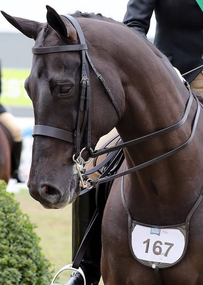 A black horse competing in a horse show