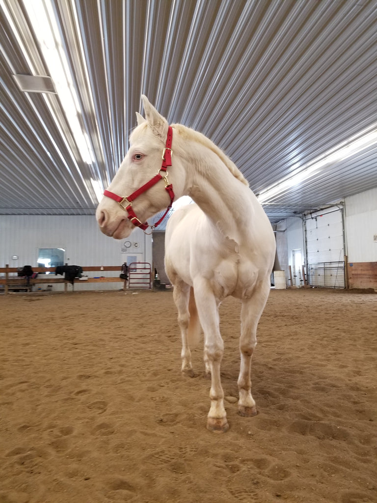 A barefoot cream coloured horse posing with a red halter in a sand arena