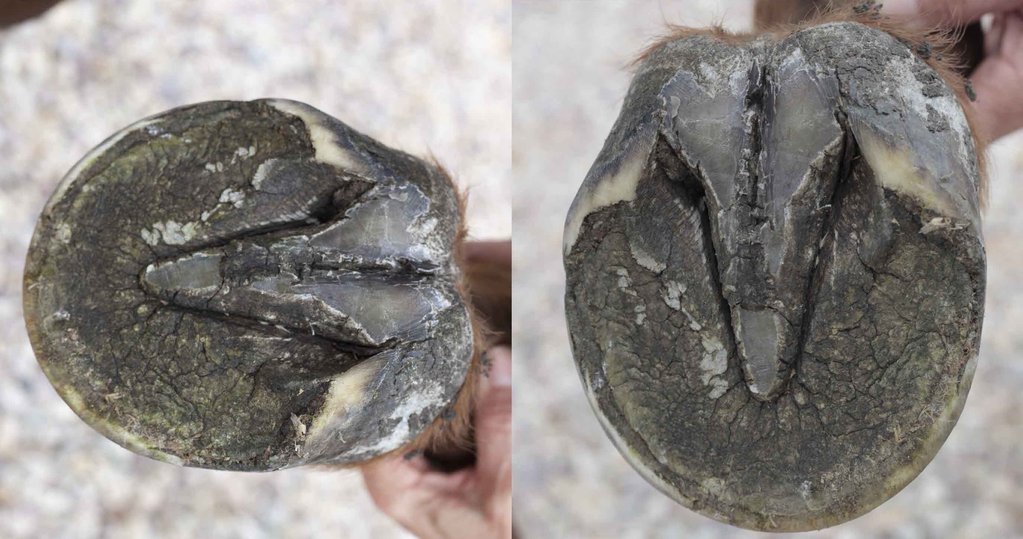 A barefoot trim performed on a horse's hoof