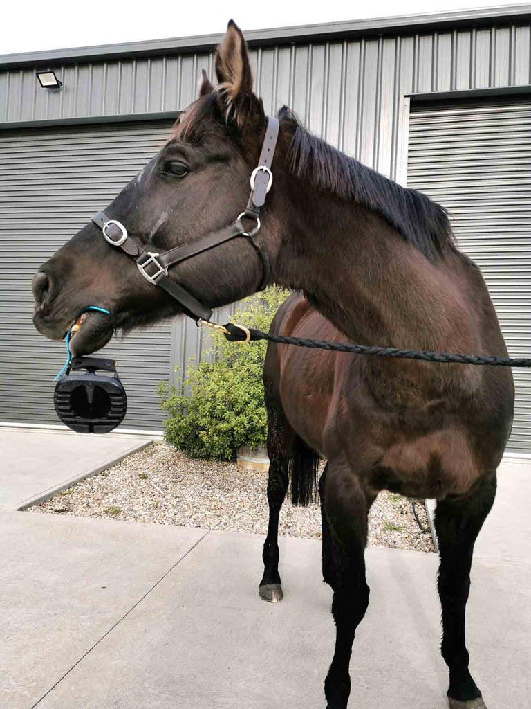 A black horse standing on the pavement infront of a garage door holding a blue and black Scoot Boot in his mouth