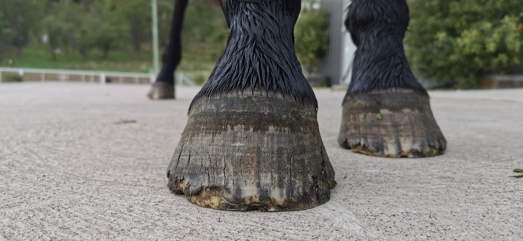 A black horses hooves standing on a pavement before getting a barefoot trim 