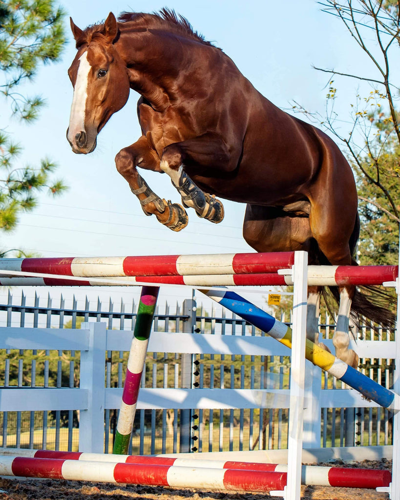 A chestnut gelding wearing Scoot Boots jumping over a show jump without a rider