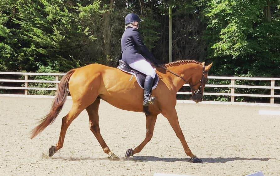 Can you use Scoot Boots for dressage?