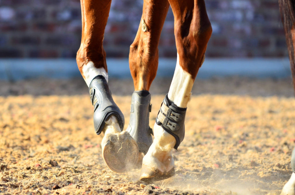 A close up view of a brown and white horse trotting through a sand arena
