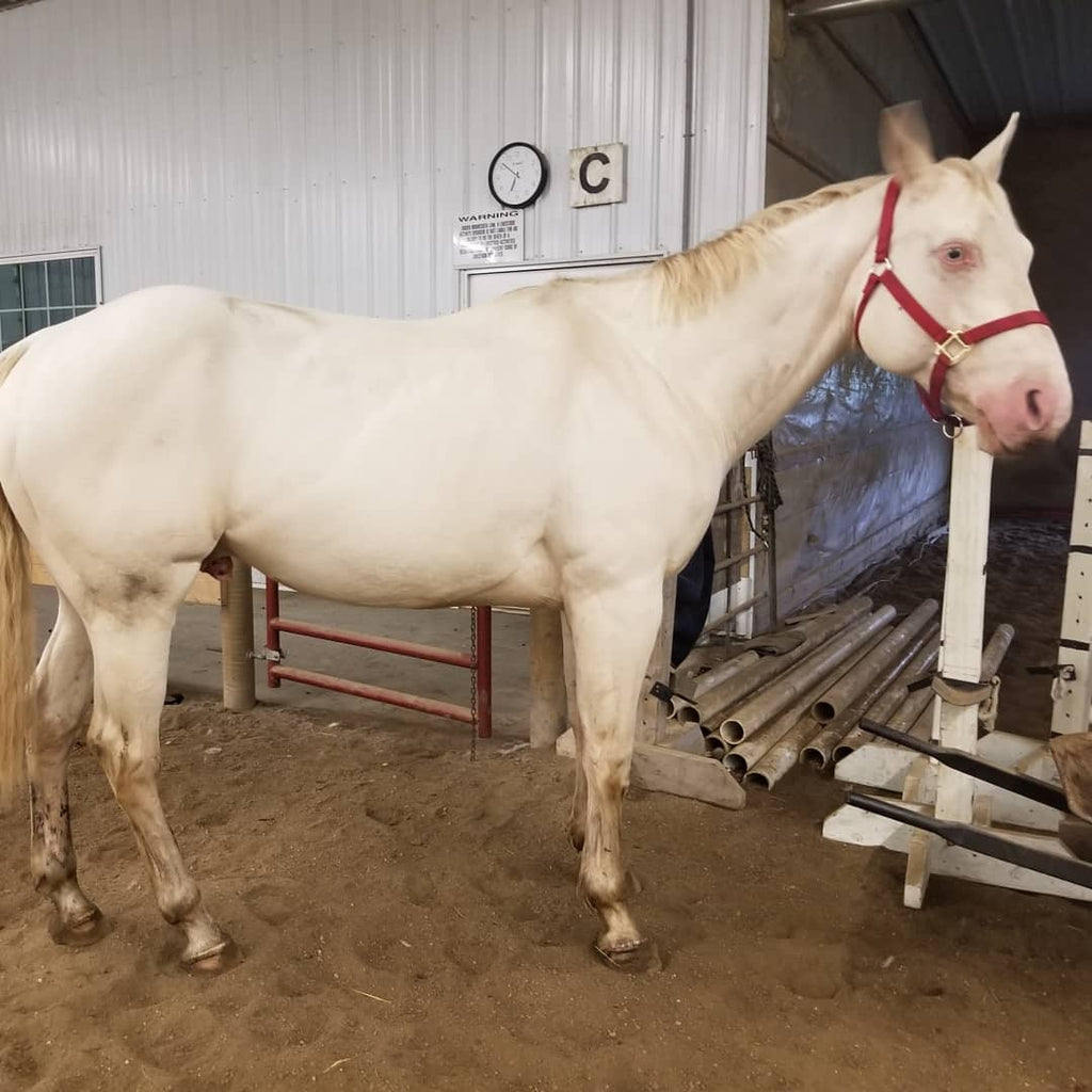 A cream coloured horse with blue eyes wearing a red halter standing in some sand