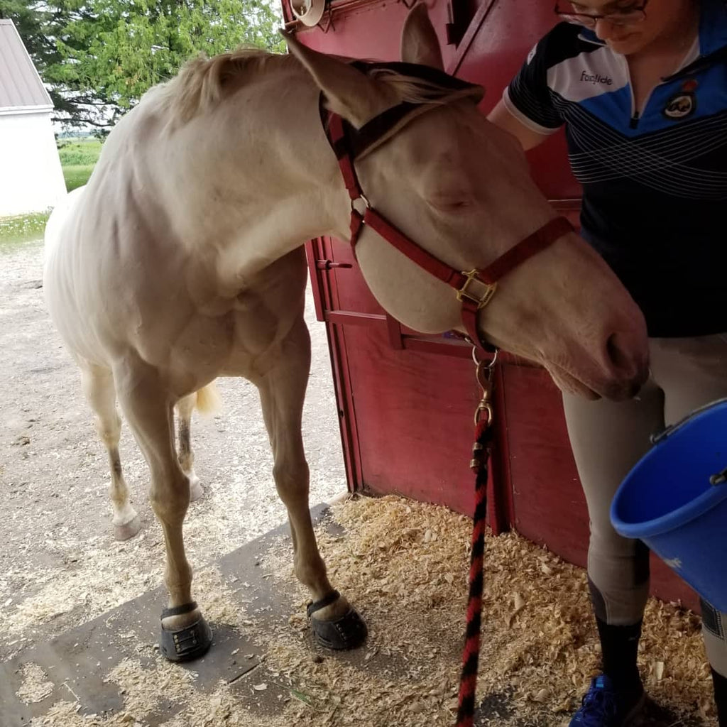 A cream horse wearing black Scoot Boots walking into a horse float trying to eat from a blue bucket