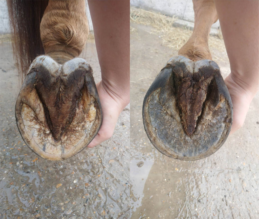 How has your horse's Life Changed Since Transitioning him to Barefoot? 