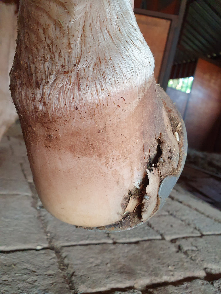A hoof injury caused by shoes being torn off