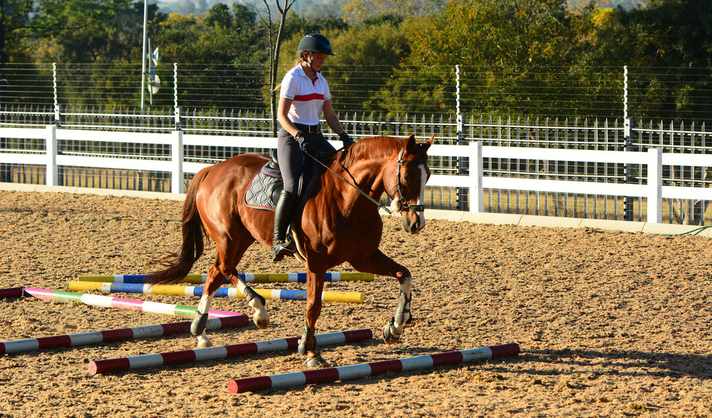 A woman warming up her chestnut horse over some showjumping poles