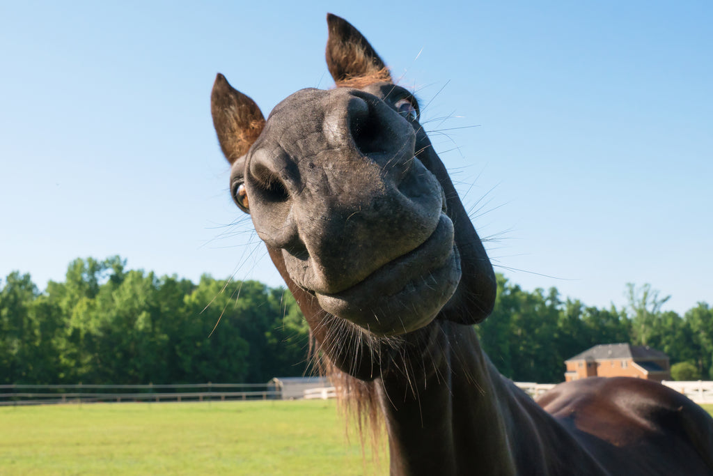 A cute brown horse making a funny face