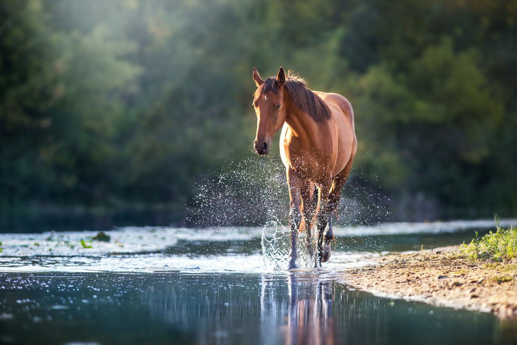 A brown horse splashing through a river