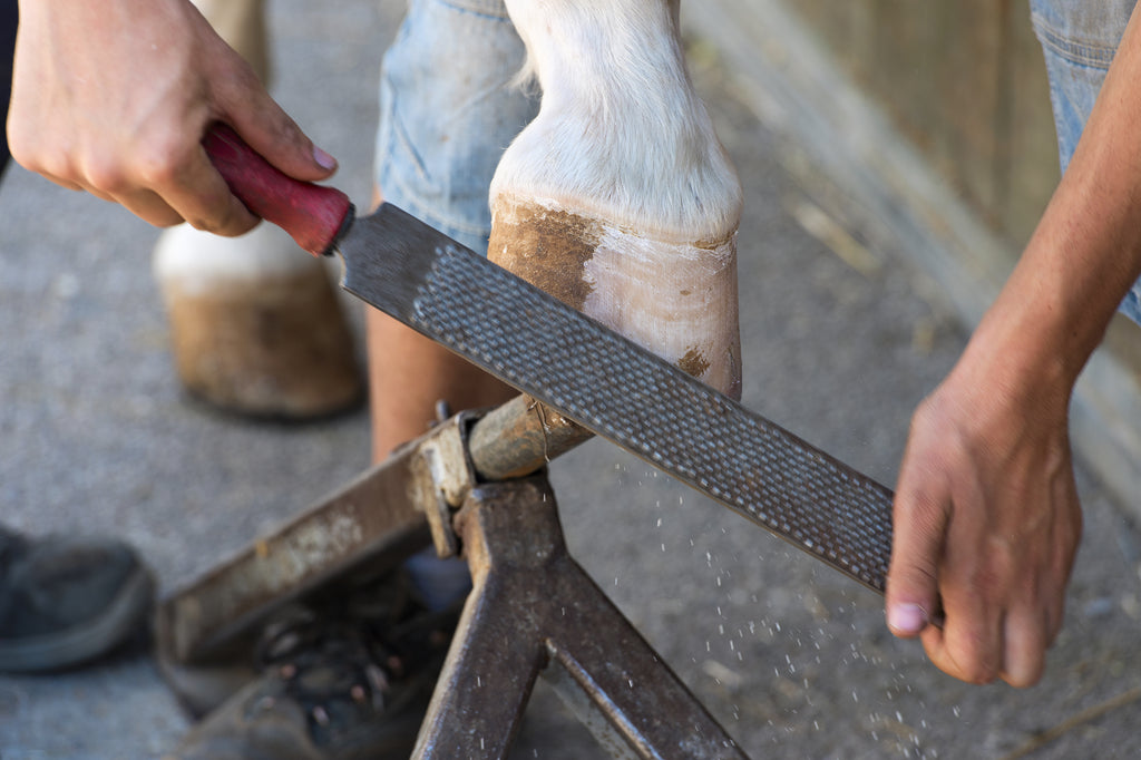 A barefoot trimmer using a rasp on a horse's hoof