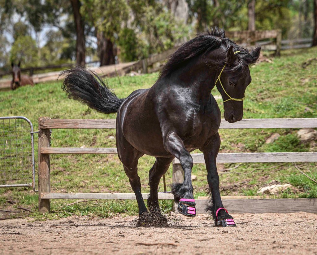 Black friesian wearing pink Scoot Boots practicing riderless liberty in a sand arena