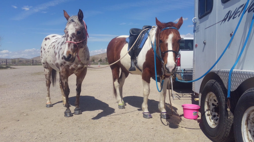 White and brown horses wearing Scoot Boots tied up to a horse float
