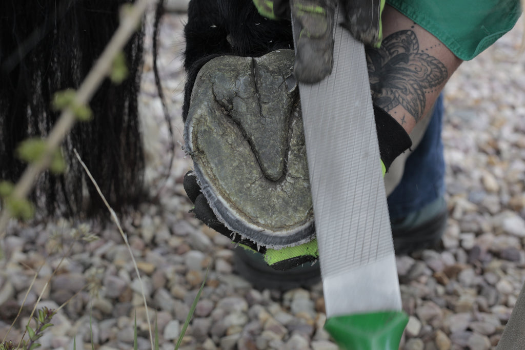 A barefoot trimmer rasping the bottom of a horse's hoof