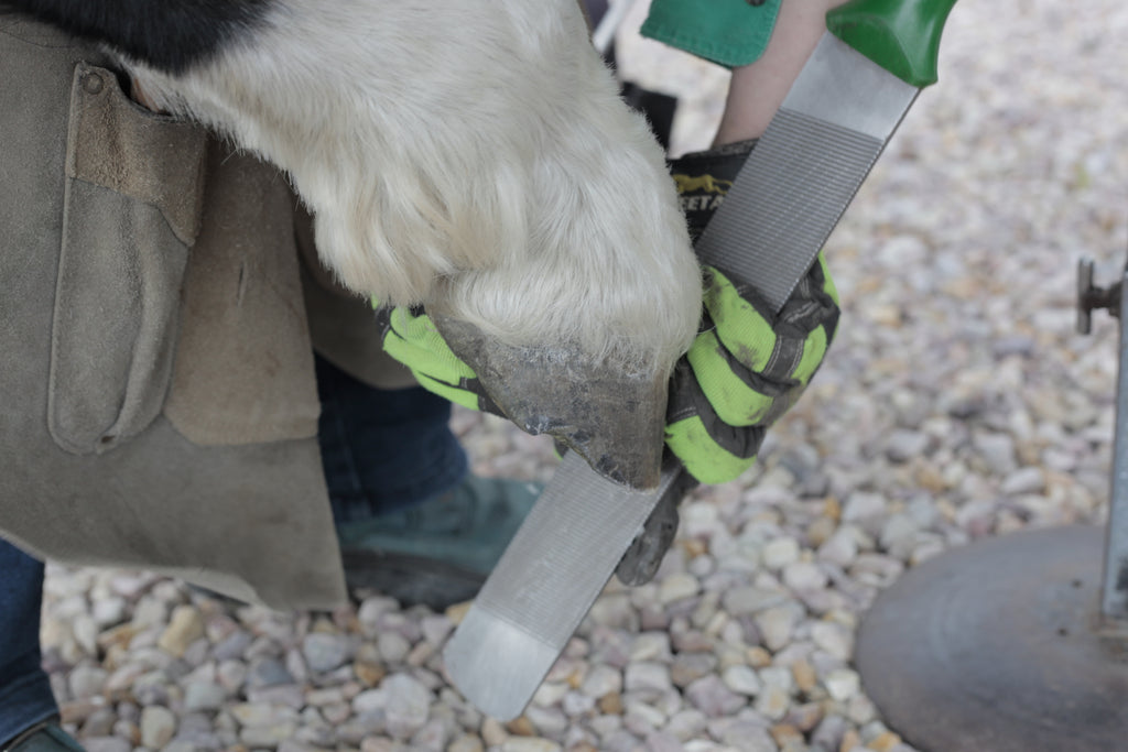 A barefoot trimmer rasping the hoof wall in a barefoot trim