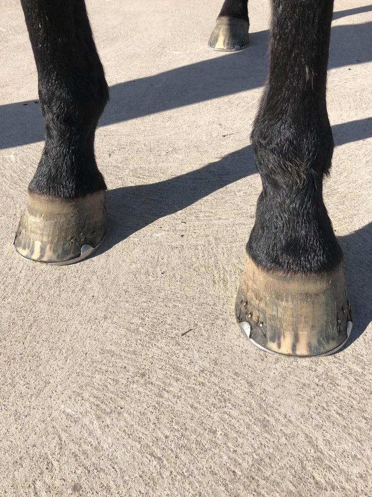 A black horse wearing metal shoes standing on the pavement