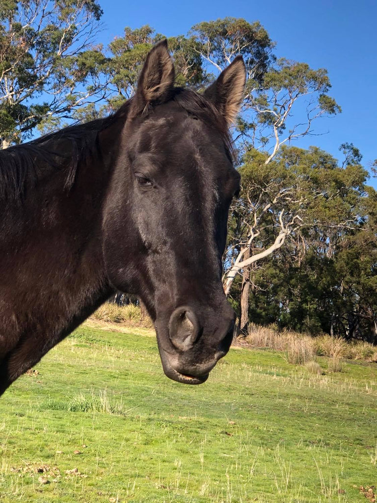 A black horse making a funny face in the sun