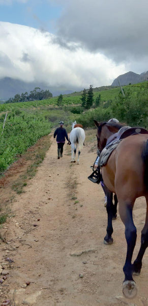 Horses being lead down a dirt road in South Africa