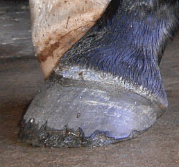 A flared, chipped hoof wall affected by White Line Disease
