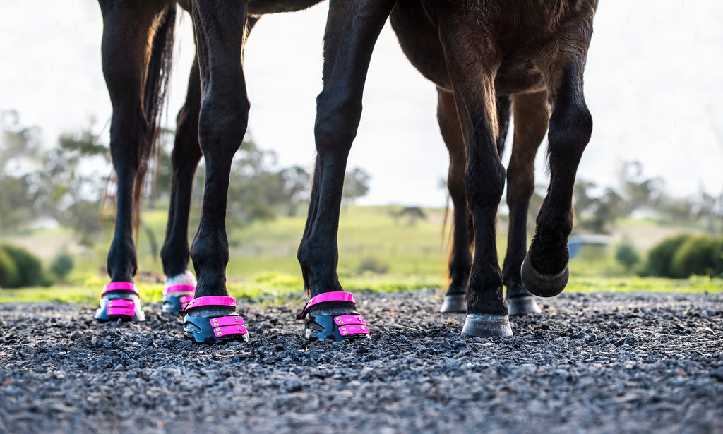 Two brown horses wearing pink Scoot Boots on gravel