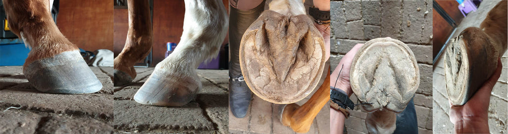 Various angles of a white and brown horse's barefoot hoof