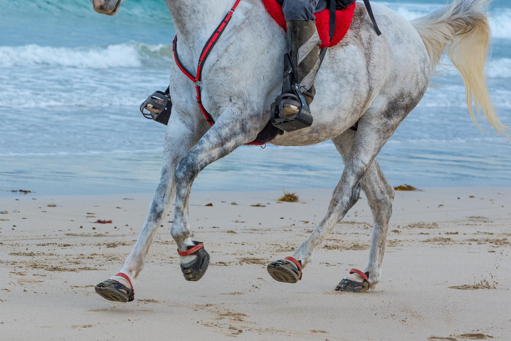 White and grey horse wearing red Scoot Boots galloping on a sandy beach