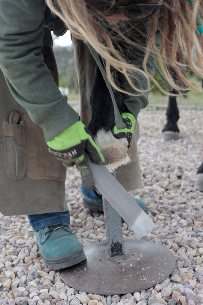 A barefoot trimmer using a rasp on a horse's hoof wall
