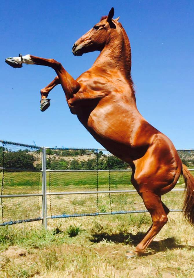 A brown horse rearing up in blue Scoot Boots
