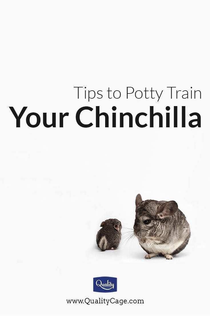 can you potty train a chinchilla