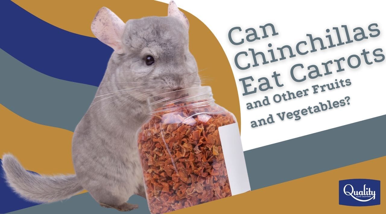 is chinchilla poop toxic