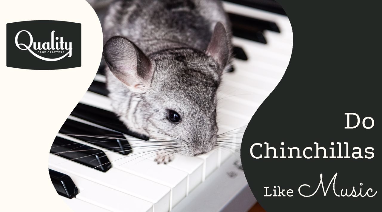 what are chinchillas like as pets