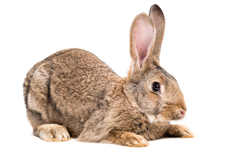 Rabbit Leash Flemish Giant