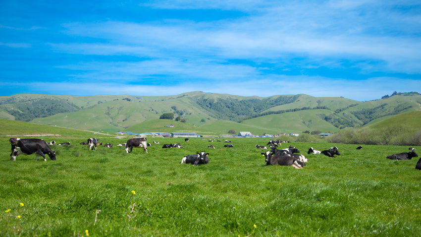 Nicasio Valley Cheese Company Ranch